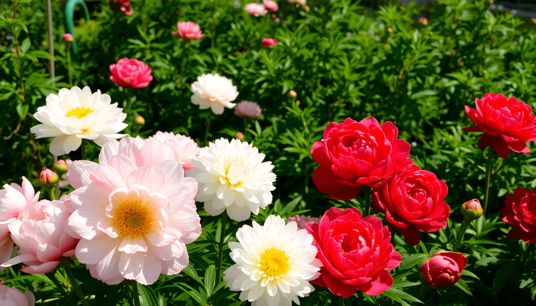 Lush garden with blooming peonies in pink, white, and red surrounded by green leaves and sunlight filtering through. Lush garden with blooming peonies in pink, white, and red surrounded by green leaves and sunlight filtering through.